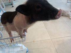 -怪兽屋·羊驼·猫咖·狗咖(俊华广场店)