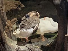 -优之名鹅城