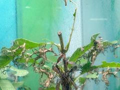 -上海大自然野生昆虫馆(东方明珠·爬宠昆虫探索中心)