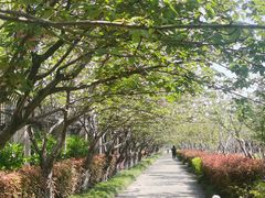 -高东镇樱花园