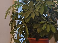 -羊门客在·烤盐池滩羊·川菜