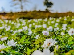 -洪湖湿地生态园