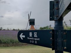 -荷兰花海