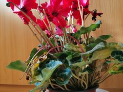 -花鸟鱼虫鲜花绿植市场(玉泉路店)