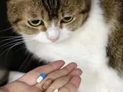 -瑞派动物医院·猫专科·至诚(江南中分院)