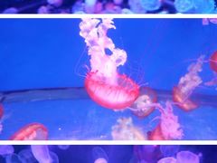 -南昌融创海世界
