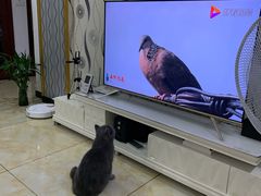 -伟伟宠物医院·CT影像中心·瑞派犬猫综合性门诊(汉口总院)
