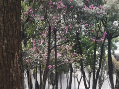 -重庆市江北嘴中央商务区中央公园