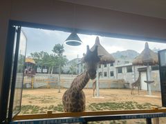 -西霞口神雕山野生动物世界