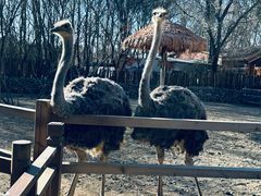 -北京野生动物园