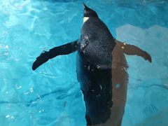 -帝企鹅自助餐厅•儿童岛•真企鹅(长隆企鹅酒店)