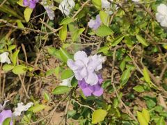 -南国桃园旅游度假区