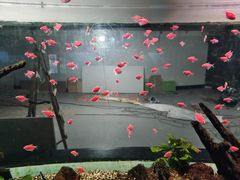 -海合安武汉极地海洋公园