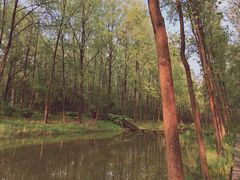 -合肥滨湖国家森林公园