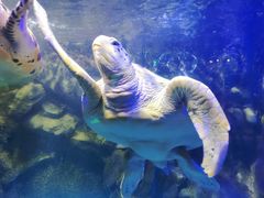 -太平洋海底世界