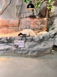 -Zoolung Zoolung动物主题公园(海信广场店)