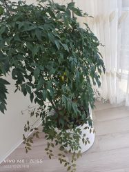 -HEYAN荷妍专业脱毛连锁机构