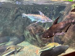 -太平洋海底世界