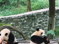 -都江堰中华大熊猫苑