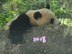 -都江堰中华大熊猫苑