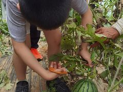 -庞各庄翠芳园西瓜蔬菜基地采摘园