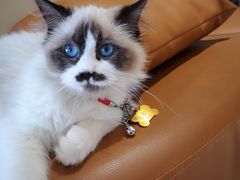 -藏猫猫咖啡主题馆(中央大道店)