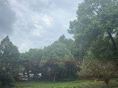 -野蔓果·山野菜(西湖景区·龙井茶田店)