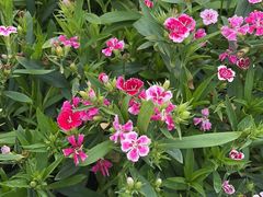 -龙大花卉苗木市场