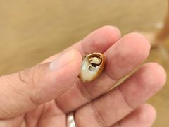 -日照海滨国家森林公园