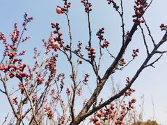 -无锡梅园公园