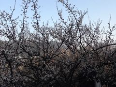 -香雪海