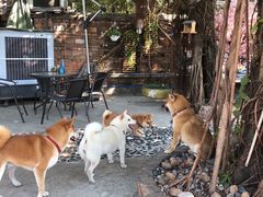 -柴犬高等学院·狗咖·柴犬售卖·宠物训练