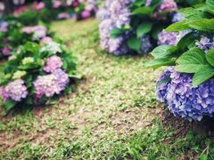 -深圳仙湖植物园