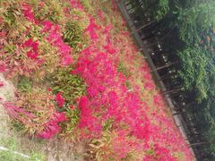 -松山湖梦幻百花洲