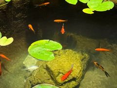 -31号公馆(黄兴广场白果园店)