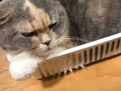 -藦茜花园宠物主题亲子互动体验馆(国顺东路店)