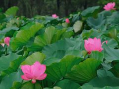 -荷塘月色湿地公园·向阳花洲