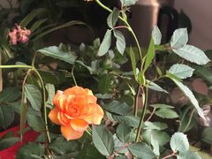 -庶民居中餐馆(花土店)