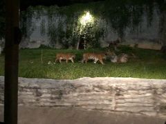 -清迈夜间动物园