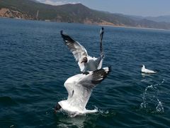 -丽江泸沽湖景区