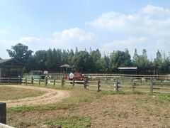 -田园东方蜜桃村的田野营地