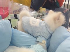 -翊宠yipet猫狗购宠庄园犬舍•猫舍