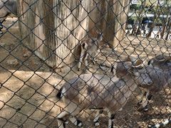 -大连森林动物园