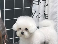 -帕帕拉兹宠物(亚洲旗舰店)