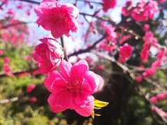 -金鸡山公园