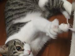 -关爱宠物医院·猫科中心·消化科(滨湖万达分院)