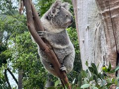 -费瑟代尔野生动物园