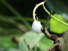 -西双版纳原始森林公园