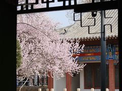 -桃花堤公园