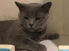 -猫小院猫主题咖啡厅(北锣店)